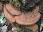 Deres tapló (Ganoderma applanatum), Győr